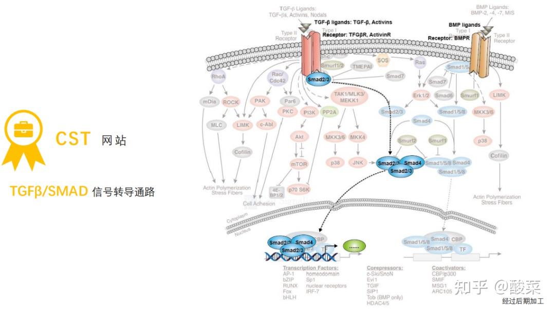 nfκb通路又有新发现医学研究必须看懂的信号通路