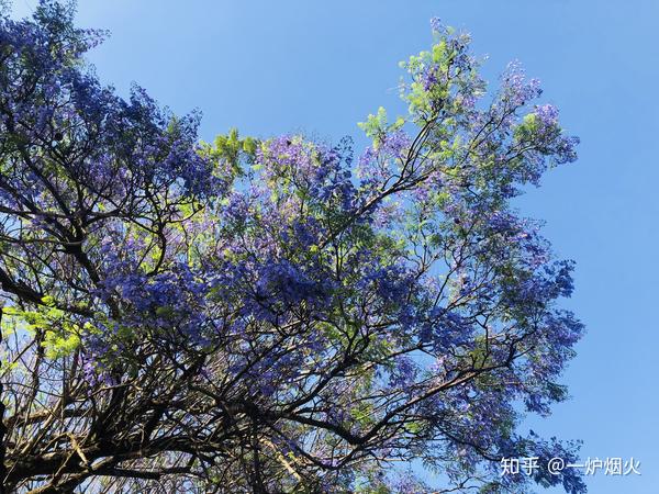 叶子都长出来的蓝花楹