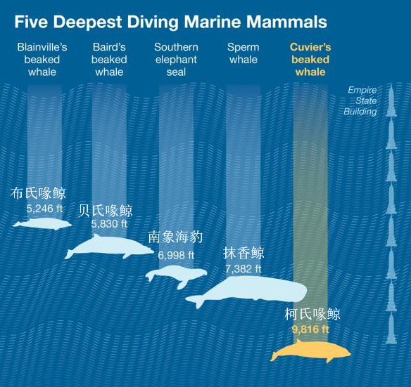 海洋哺乳动物潜水深度排行