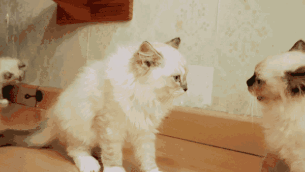 在布偶猫的世界颜值也先行养猫是她的事业