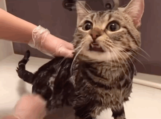 只露出一颗牙齿,俏皮中带有一丝不屑的小猫咪,多属于单颗牙齿异常