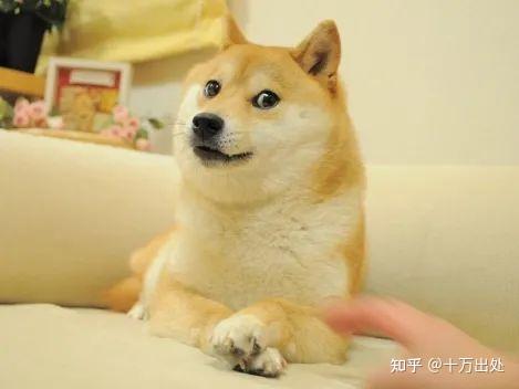 谢谢你xx这是什么梗