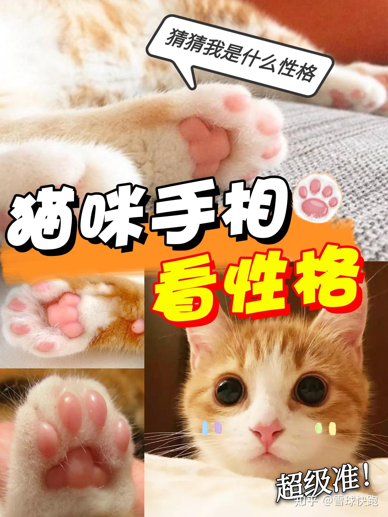 猫咪手相看性格快来看看你家猫是什么性格