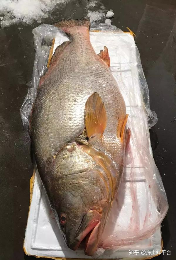 渔民捕获156斤野生黄唇鱼,据说每斤能卖两万