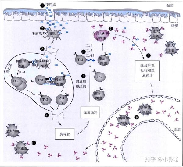 i型超敏反应致敏阶段