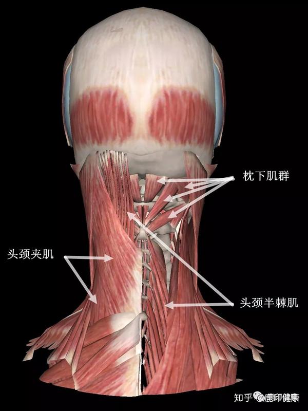 肌肉紧了又怎么样,有点条线不更好看?