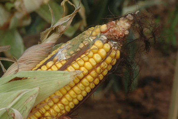 被黄曲霉侵染的玉米(左上部分.图片:agrolife today flickr