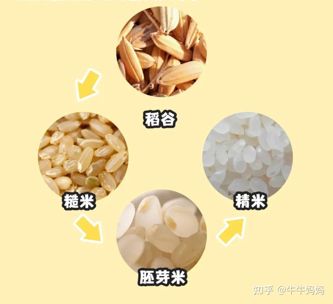 为了让人们真正认识胚芽米,有必要了解一下大米的生物结构及营养分布