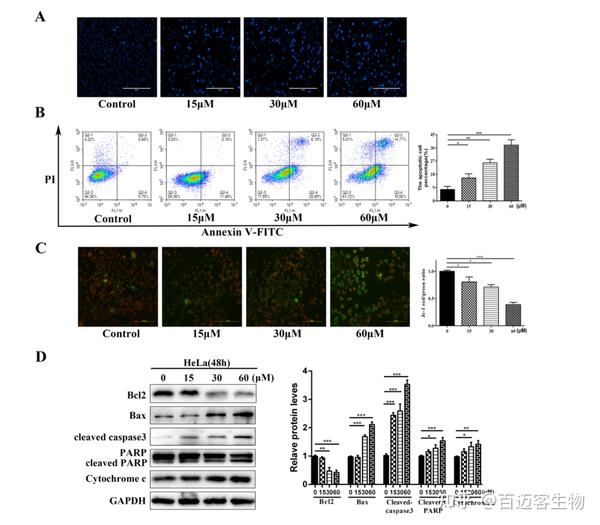 成功案例中药香附子活性成分αcyperone通过ros介导的pi3kaktmtor信号