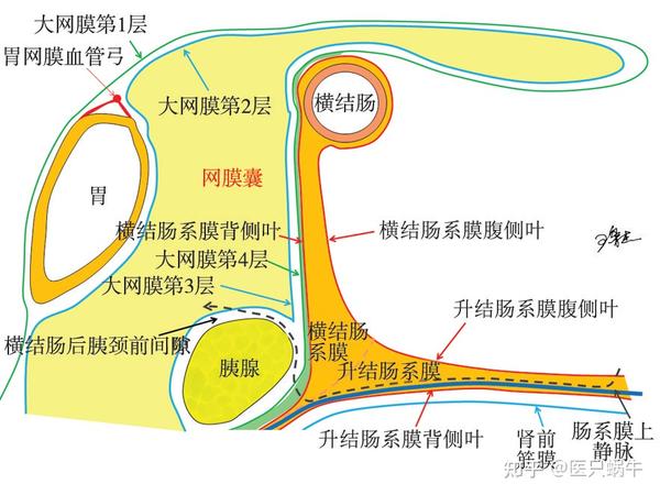 【池畔专题】结直肠解剖图谱及手术技巧分享01