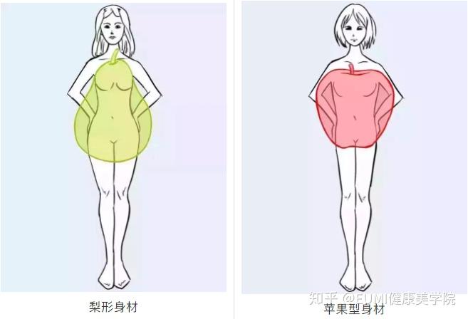 与全身性肥胖(梨形身材)相比内脏脂肪更易造成胰岛素抵抗,发生糖尿病