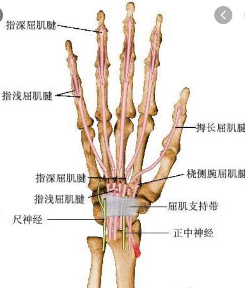 指屈肌腱 手部屈肌包括指屈,拇屈和腕屈肌.