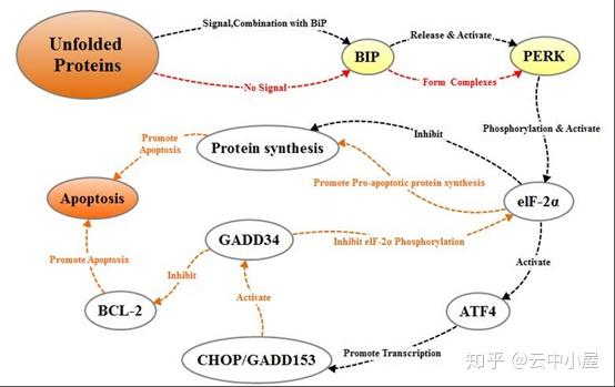 错误折叠或者未折叠蛋白增多>引起内质网的应激反应(内质网应激