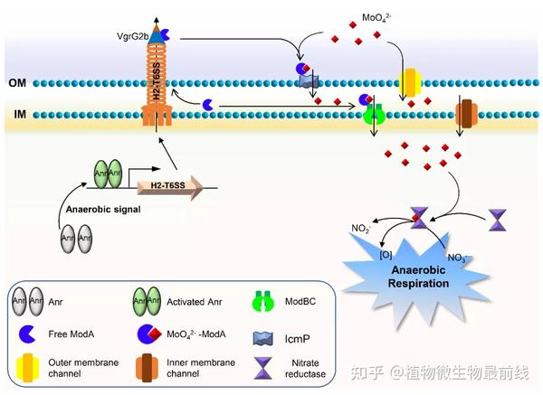 图2 铜绿假单胞菌基于t6ss-moda-icmp的钼转运和厌氧呼吸作用模式图.