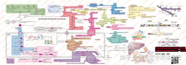 【医学生期末复习资料】生物化学九大代谢串联快速复习资料