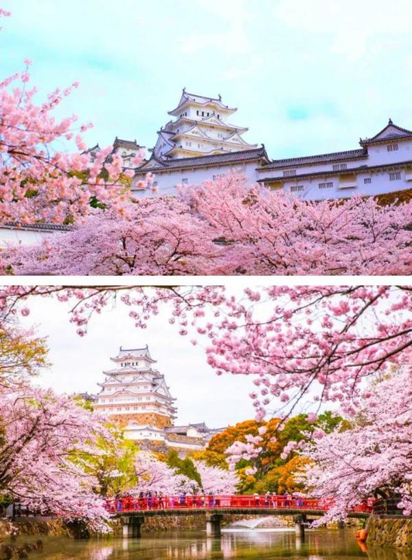 日本樱花 | 一期一会的粉色浪漫 "赏樱"推荐
