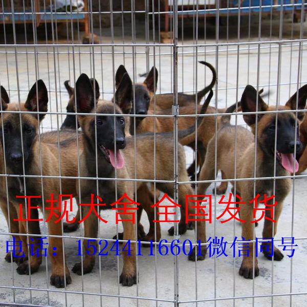马犬幼犬出售价格