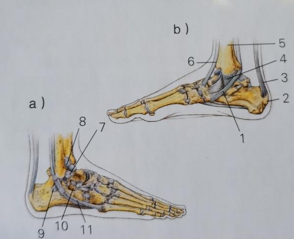 踝关节的软组织由外 侧韧带,三角韧带和踝关节上方韧带3组韧带维持
