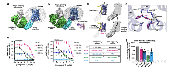 GPCR 孤儿受体 GPR61 反向激动剂的发现和机制研究 知乎