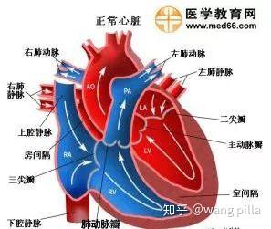 那帮心脏外科医生天天拿个听诊器在听啥?