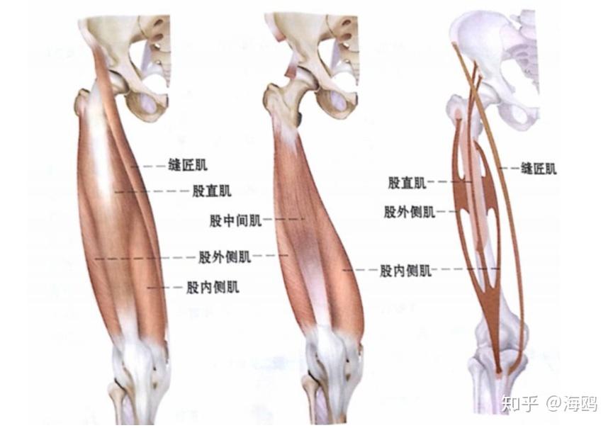 顾名思义它是由四头肌肉构成的,分别是股直肌,股中间肌,股内侧肌,股