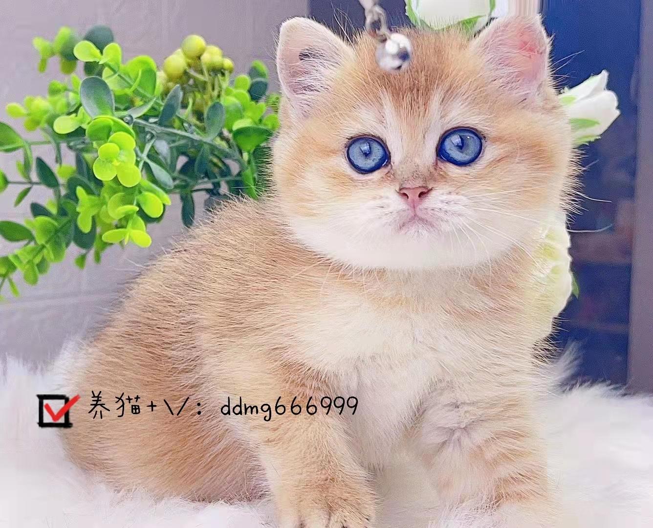 英短金渐层和银渐层的区别金渐层性格怎么样
