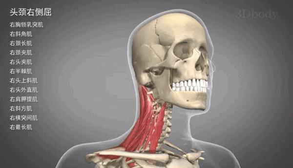 颈部前屈颈部前屈:由胸锁乳突肌,颈阔肌,颈长肌,头长肌,斜角肌,头前直