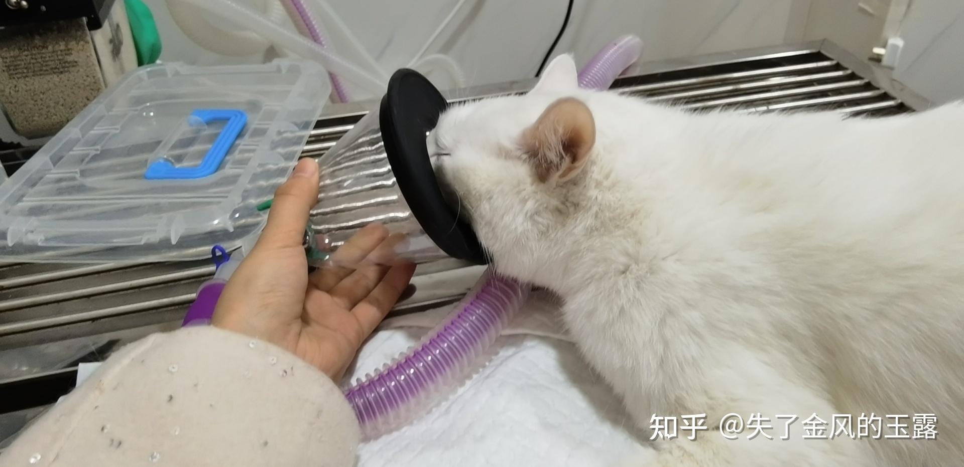 猫咪胸腔积水命悬一线终于渡过难关老母亲眼含泪水