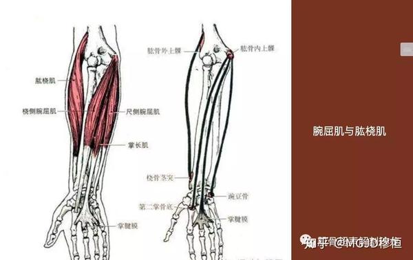 上下臂部肌肉解剖结构与超声检查技术