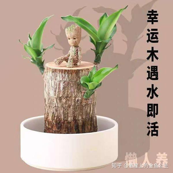巴西木幸运在来的路上