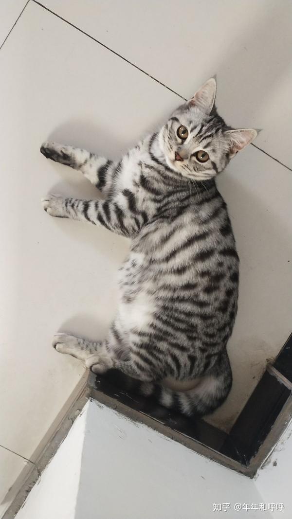 美短猫咪各个阶段体重标准