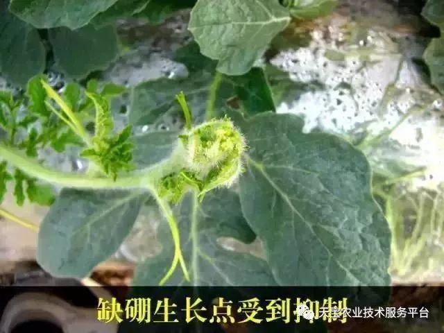 大棚西甜瓜龙头皱缩啥问题?