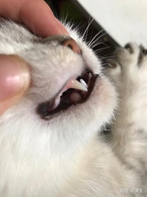 猫咪口腔像这样是正常的吗