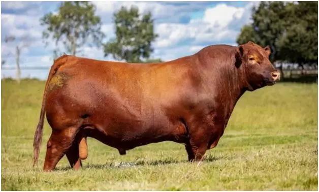 乌拉圭安格斯牛——世界级的优质安格斯牛