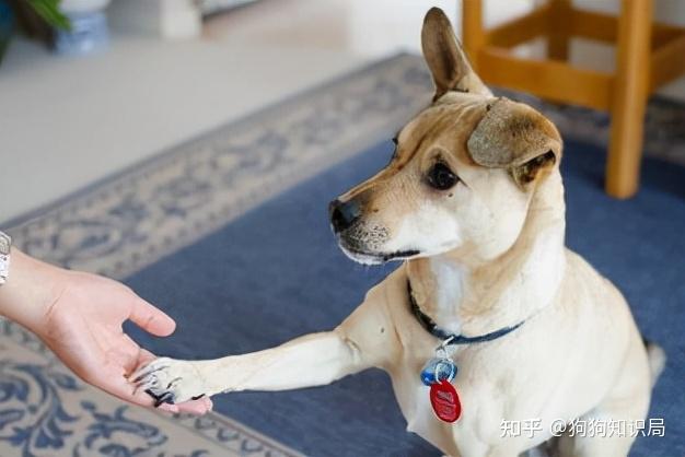 四,性格:田园犬警惕,宠物狗稳定