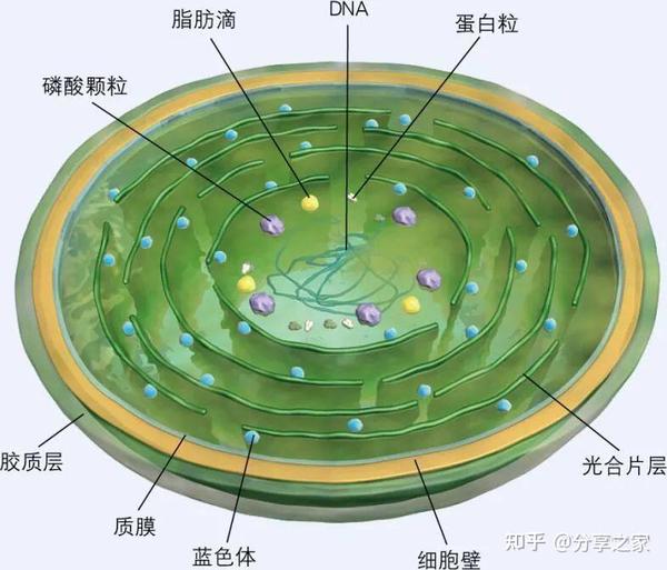 中学生物各类模式高清图片 知乎