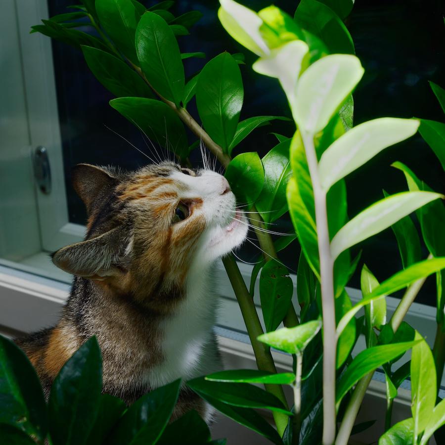 这些植物猫咪吃了会中毒 ——猫咪的行为问题和应对之