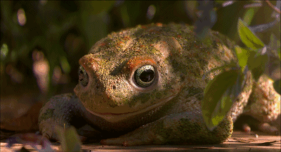 瓜呱呱,在夏日蛙声中做个