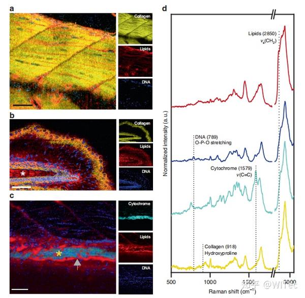 naturecommunications原位无标记活体斑马鱼胚胎三维生物分子拉曼成像