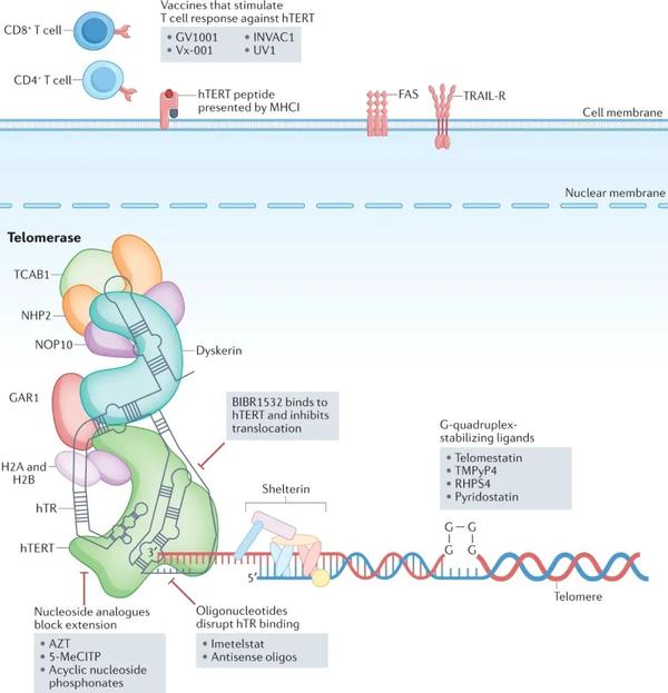 Nat Rev 靶向端粒抑制端粒维持机制癌症疗法的进展 知乎