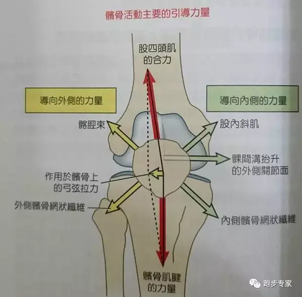 膝关节百科第二讲常见损伤介绍Ⅰ肌肉拉伤髌骨外翻髌骨软化症