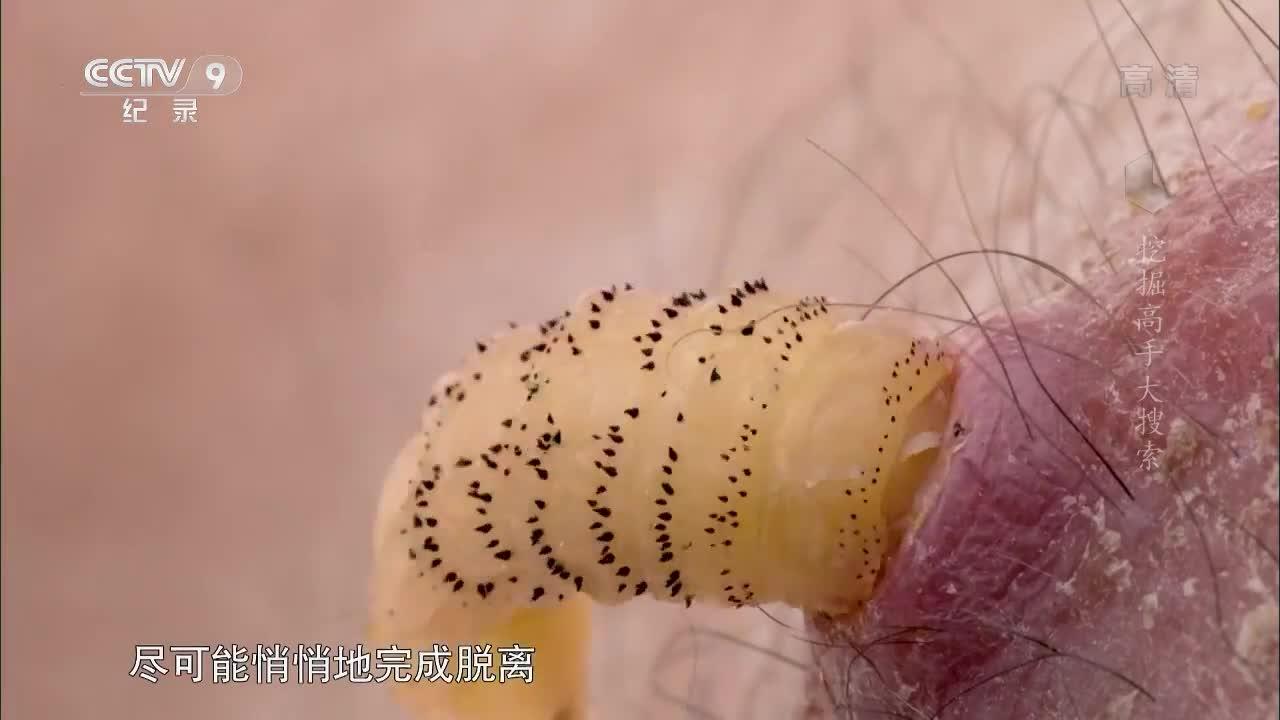 com/video/1145314566689894400 人肤蝇在需要产卵时会先找一只蚊子