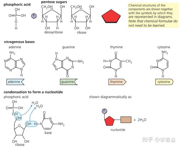 五碳糖(pentose sugar):dna中是脱氧核糖(deoxyribose),rna中是核糖