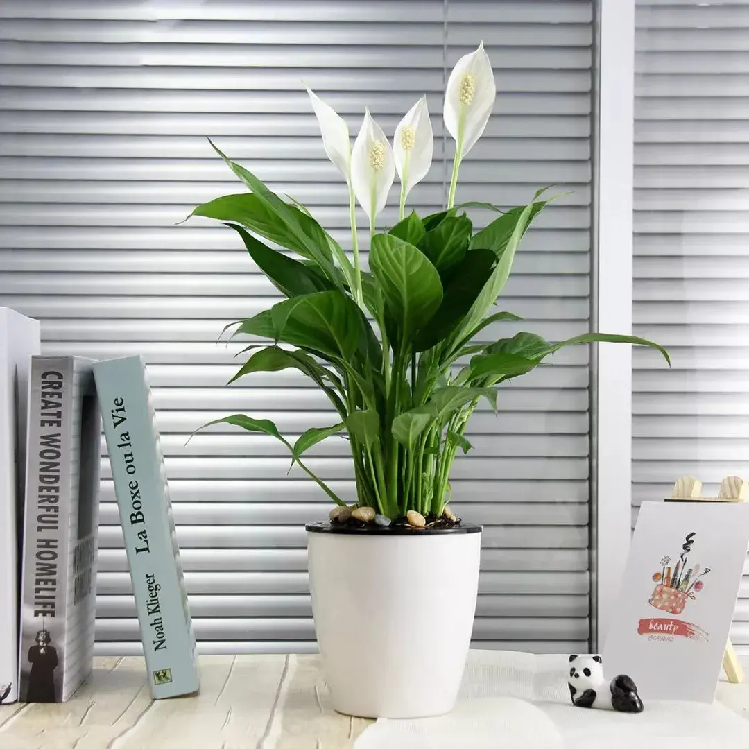 画法拆解教你7种简笔画ins风植物