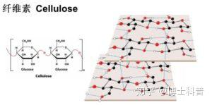 图一:纤维素与淀粉的分子结构