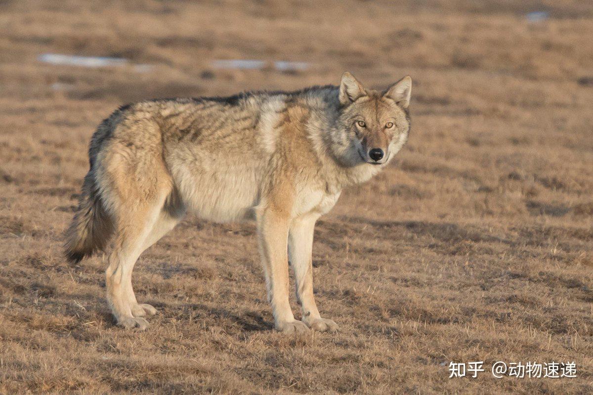 斗狼 zhuanlan.zhihu.com