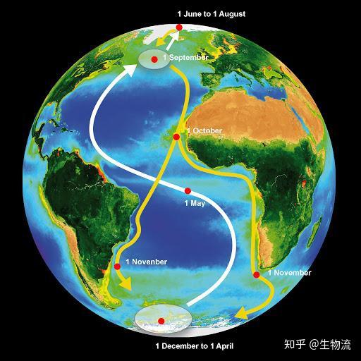 北极燕鸥迁徙路径