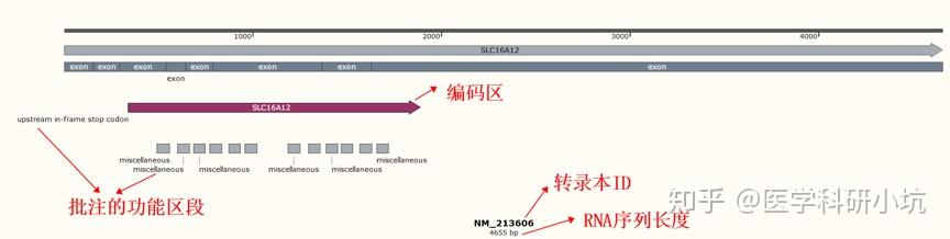 分子克隆snapgene最全最详细使用教程