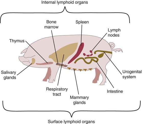 典型的哺乳动物猪的主要淋巴组织 摘自https/veteriankey.
