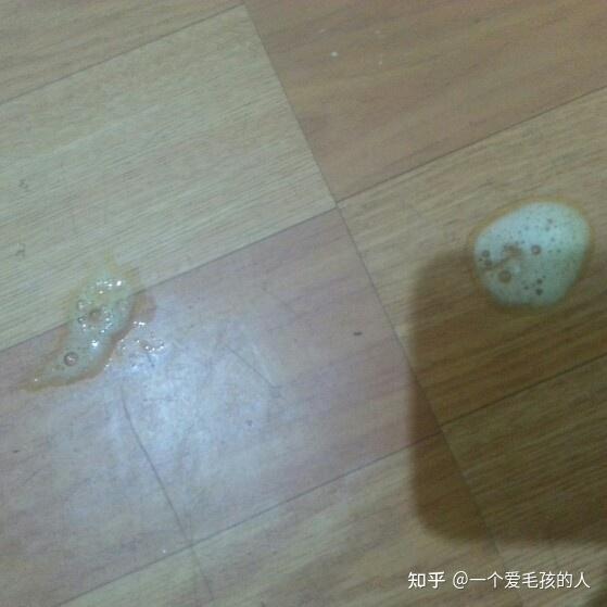 一个爱毛孩的人:狗狗呕吐白色泡沫是怎么了 一个爱毛孩的人:狗狗吐